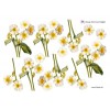 3D ark Hvide forårsblomster