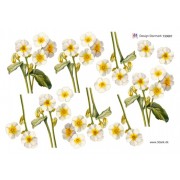 3D ark Hvide forårsblomster